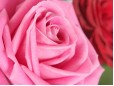 15 trandafiri in nuante de roz si rosu